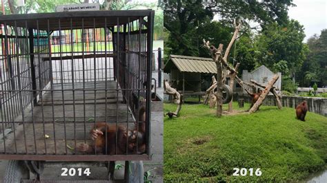 Orangs and bears at Surabaya Zoo | Wild Welfare