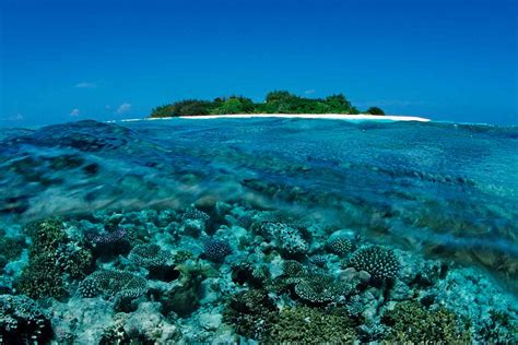 More than 60 per cent of coral reef in Maldives hit by bleaching | New ...