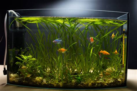 The 6 Best Filters for 55 Gallon Aquarium Tanks: Our Picks