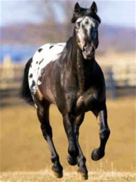 Idaho State Horse: Appaloosa