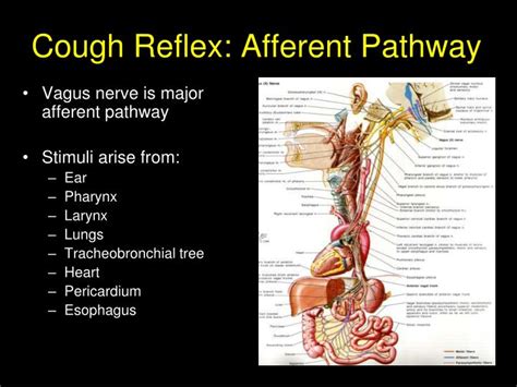 PPT - Cough: Defense Mechanism and Symptom PowerPoint Presentation - ID:1282462