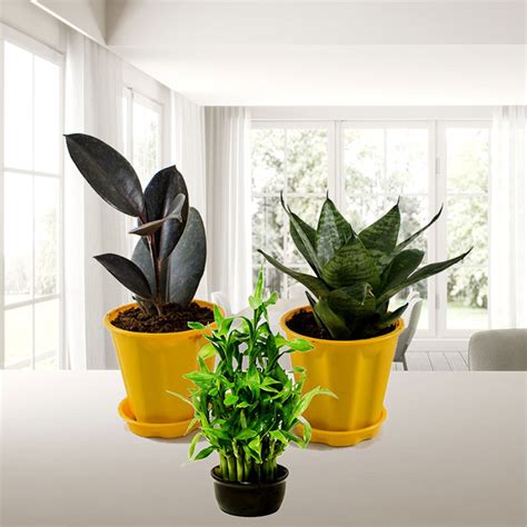 Buy Best 3 Table Top / Office Desk Plants at Nursery Nisarga