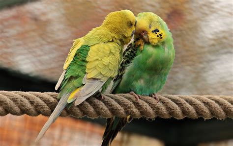 Green Birds: 10 Types, Facts, and Habitats