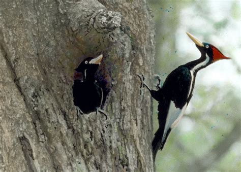 Is It Really Time to Write the Ivory-billed Woodpecker’s Epitaph? | Audubon