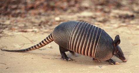 Note to self: Don't eat an armadillo