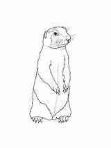Gopher Coloring Pages Sketch Page sketch template