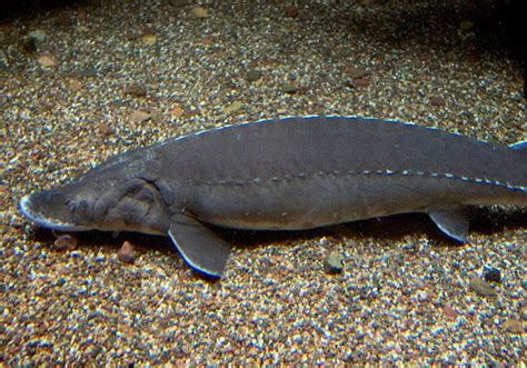 Lake Sturgeon | The Life of Animals