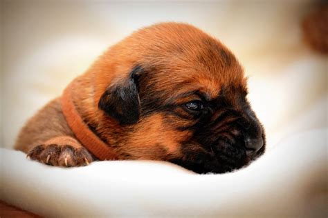 Free Images : puppy, cute, portrait, close up, pets, nose, whiskers, snout, hybrid, vertebrate ...