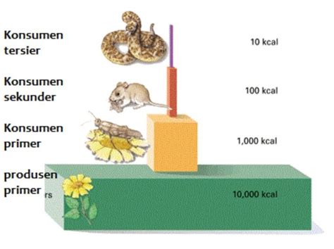 3 Jenis Piramida Ekologi: Piramida Jumlah, Biomassa, & Energi