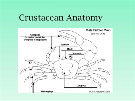 PPT - KINGDOM ANIMALIA Phylum Arthropoda PowerPoint Presentation, free download - ID:1091150