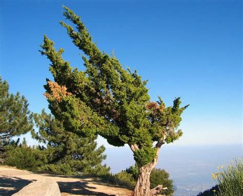 San Gabriel Mountains, California, USA | San gabriel mountains ...