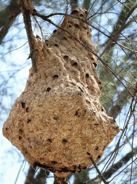 Hornets Nest on a Tree Branch Stock Image - Image of insect, nest ...