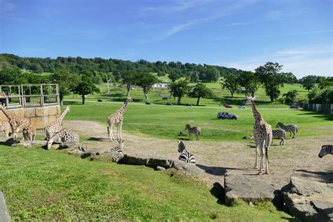 Longleat Safari Park | Longleat Safari Park | INOV8 Marketing | Flickr