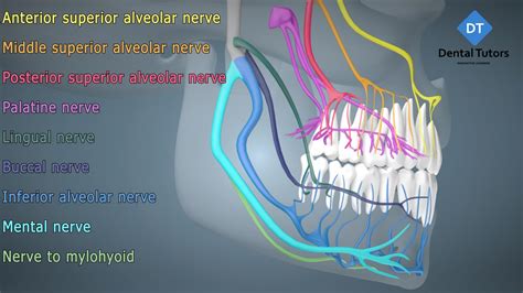 Human Skull Nerves - Dental Tutors - dental nurse courses and training