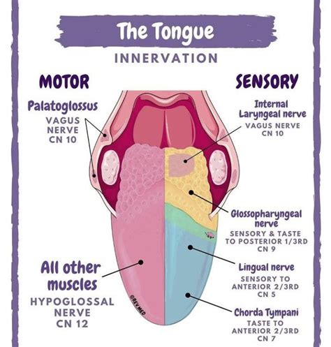 Innervations of tongue - MEDizzy