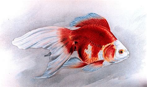 Ryukin Goldfish 101: Care, Size, Lifespan, Food & More