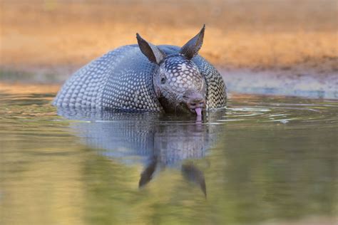 13 Facts About Armadillos