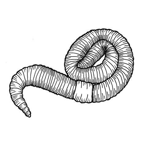 Gambar Earthworm Clip Art Library Worm Black White Clipart Coloring | Porn Sex Picture