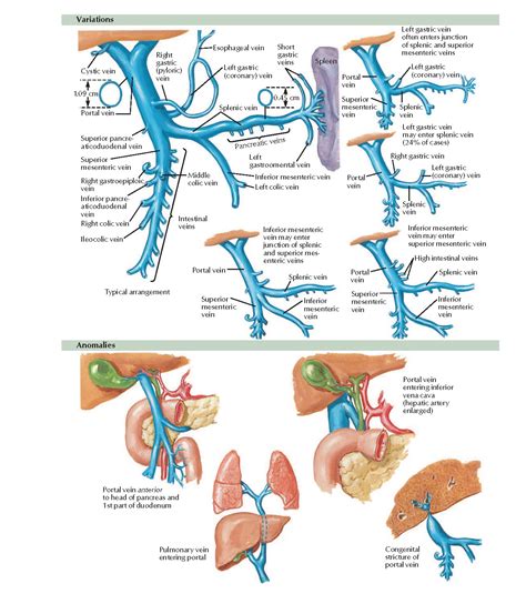 Variations and Anomalies of Hepatic Portal Vein Anatomy - pediagenosis