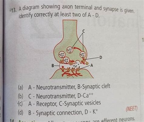 A diagram showing axon terminal and synapse is given. identify correctly