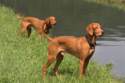 Hungarian Vizsla | Dog Breeds Facts, Advice & Pictures | Mypetzilla UK