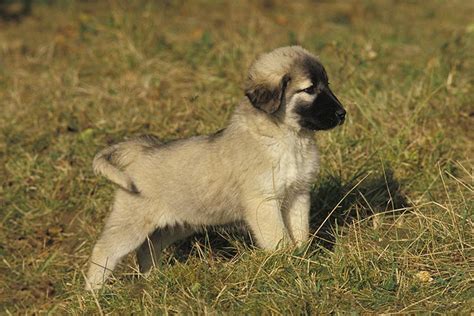 Anatolian Shepherd Dog Puppies For Sale - AKC PuppyFinder