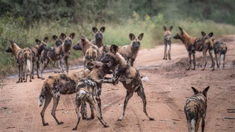 Meet the African wild dogs of Savé Valley Conservancy... and join our ...