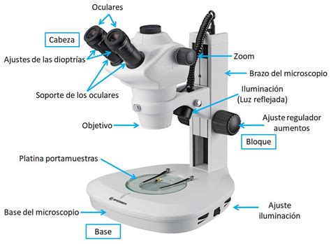 Sistema Mecanico Del Microscopio - abstractor