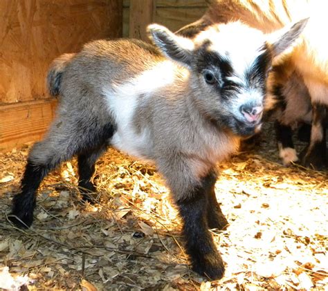 Meet the Nigerian Dwarf… Goat | Simple Hobby Homesteading