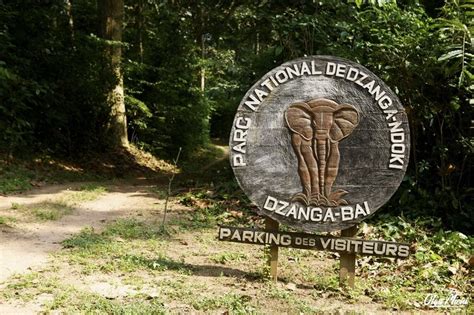 Dzanga Sangha National Park - The world of Michi