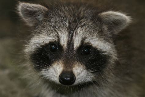 Cutest Baby Raccoon Ever - 10,000 Birds