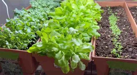 Grow Lettuce Indoors for Beginners the Easy Way - Gardening Channel