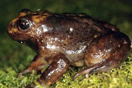 Baw Baw Frog, Mount Baw Baw, Victoria | Frog, Toad, Australian animals