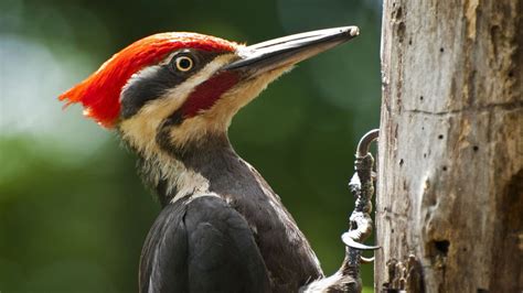 Pileated woodpecker Drumming | Woodpecker, Bird, Bird wallpaper