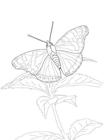 a butterfly sitting on top of a flower in the middle of a line art drawing