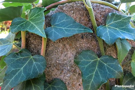 Ivy Plant, Hedera helix - How to Care and Grow Indoors - Plantopedia