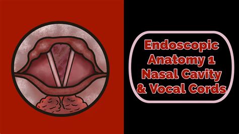 Endoscopic Anatomy of the Nasal Cavity & Vocal Cords - YouTube