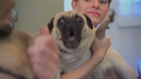 pug screaming x10 - YouTube