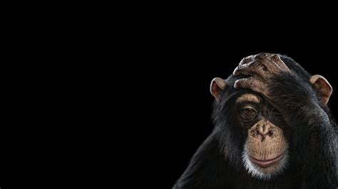 Black Monkey Wallpapers - Top Free Black Monkey Backgrounds ...