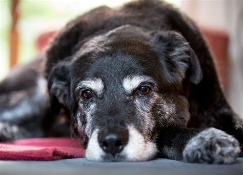 5 Signs Your Dog is Stressed (and How to Relieve it) | petMD | petMD