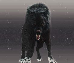 Sam Uley wolf tumbler - Google Search | Wolf, Animals, Wolf pack