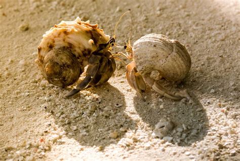 Hermit Crabs: The Molting Process - Learn About Nature