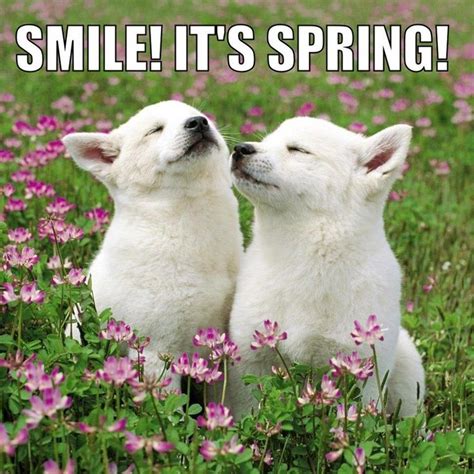 Smile :) It's Spring! #dogs #spring #smile | Dog Smiles :) | Pinterest ...