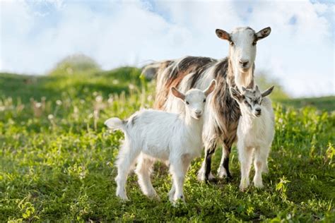 Baby Goat: Over 51,833 Royalty-Free Licensable Stock Photos | Shutterstock