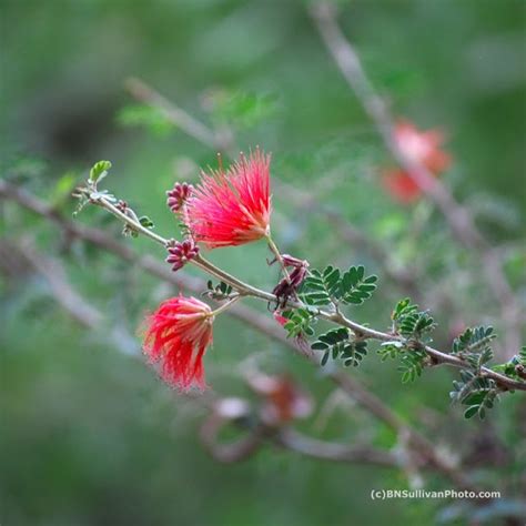 Baja Fairy Duster (Calliandra californica) | Flower photos, Garden statues, My flower