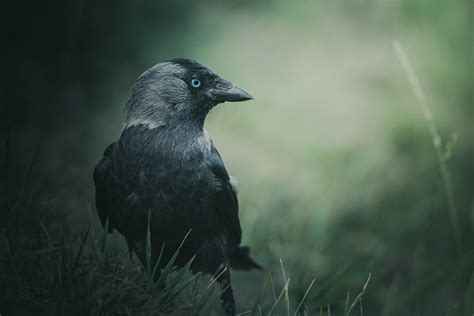 Black Crow Bird · Free Stock Photo