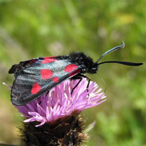 More N-b.5-spot Burnet Moths