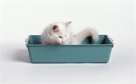 Where to Put the Cat Litter Box