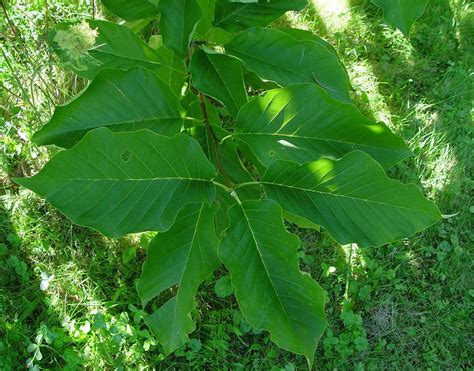 Magnolia acuminata (cucumber-tree): Go Botany