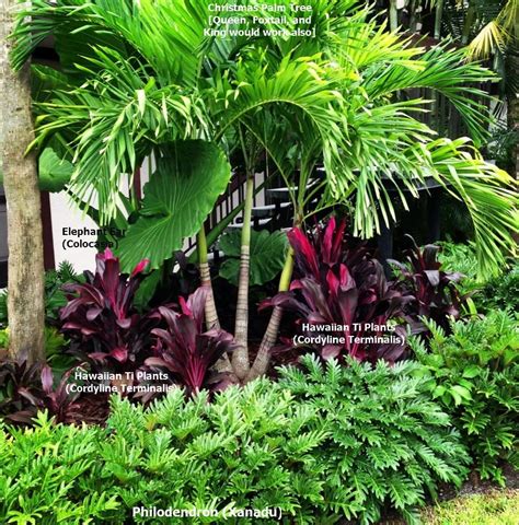 Tropical Landscape Bed - This lush bed contains only 4 plants. The ...